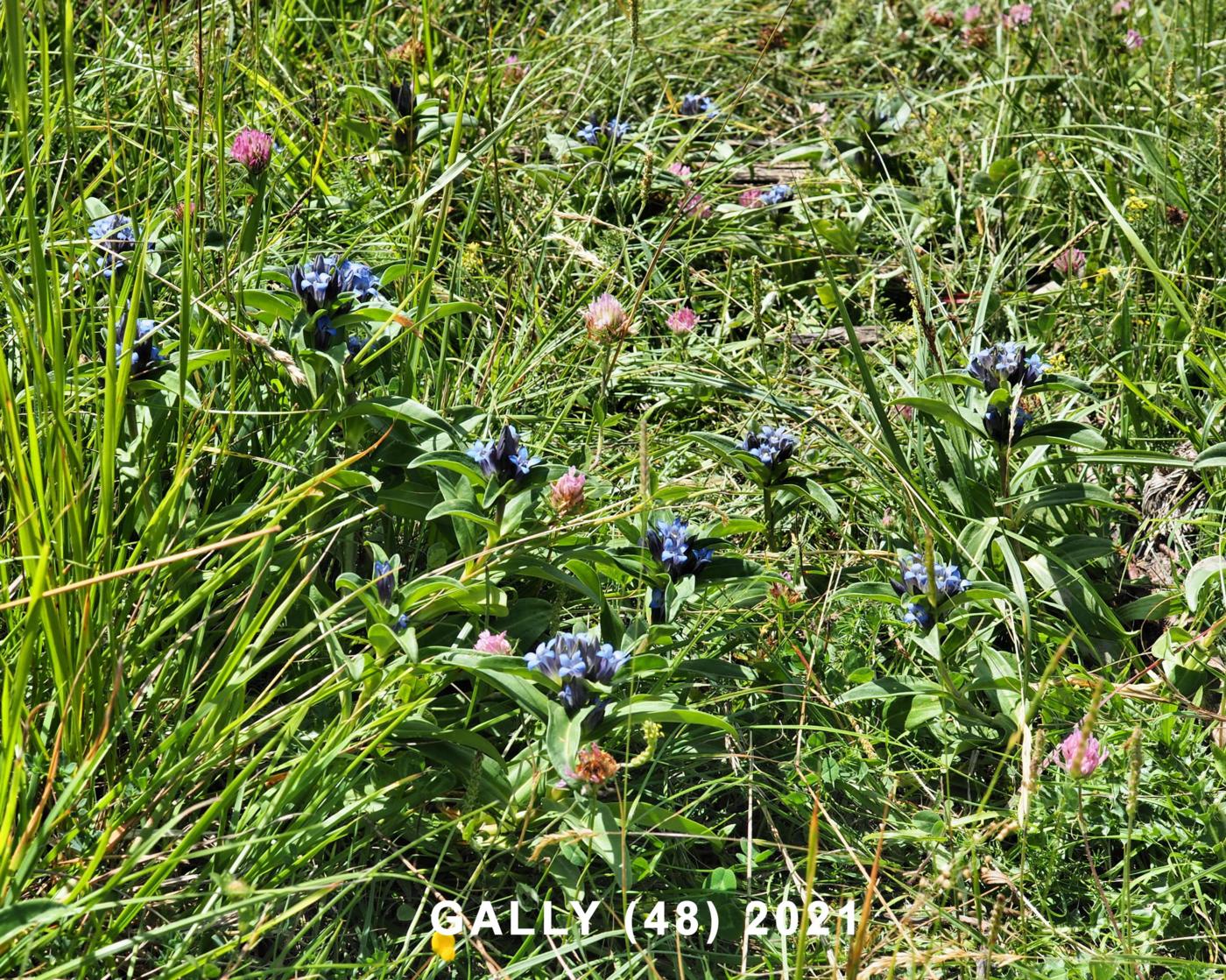 Gentian, Cross plant